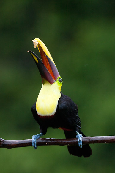 Birds of Costa Rica (6/6)