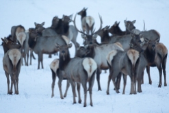Elk Herd on the Refuge